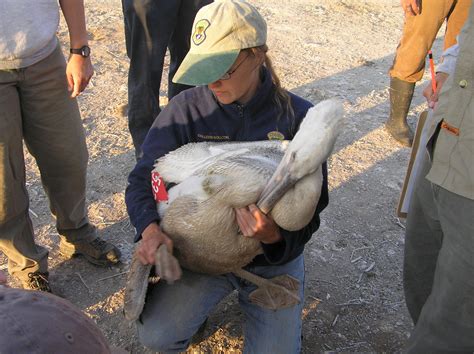 Balancing fish and pelican conservation | Idaho Fish and Game