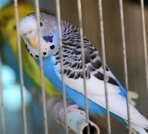 Petco Parakeets: 9 Things They Won't Tell You In-Store - Embora Pets