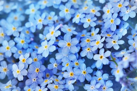 Forget-Me-Nots: Tips and Symbolism of These Pretty Blue Flowers - Farmers' Almanac