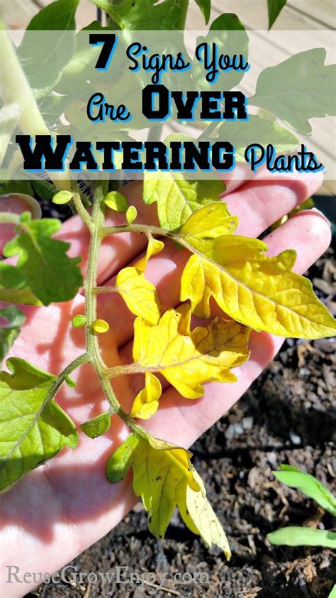 7 Signs You Are Over Watering Plants