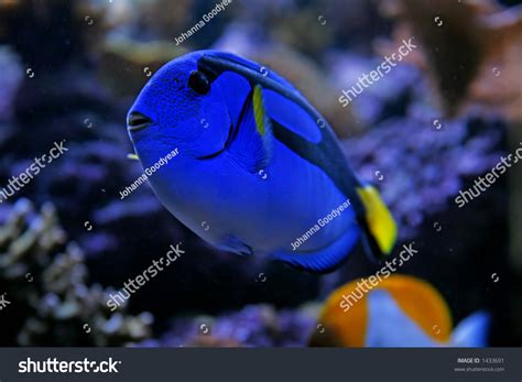 Regal Tang Fish Stock Photo 1433691 | Shutterstock