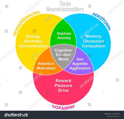 Three Neurotransmitters Dopamine Serotonin Noradrenaline Norepinephrine Stock Vector (Royalty ...