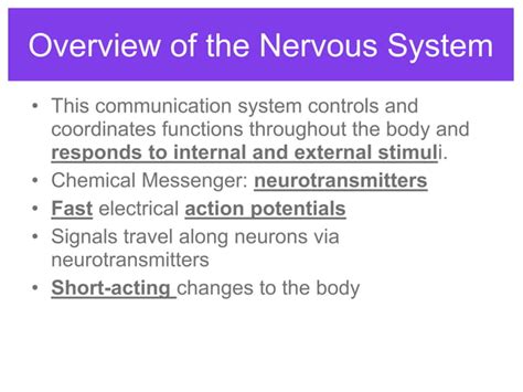 Endocrine system - endocrine v nervous system | PPT