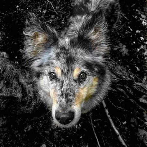 Blue Heeler And Mini Aussie Mix - porsche944blog