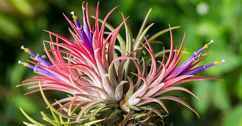 Air Plant Tillandsia Ionantha 'Rubra' (One Plant) Little Prince To Go ...