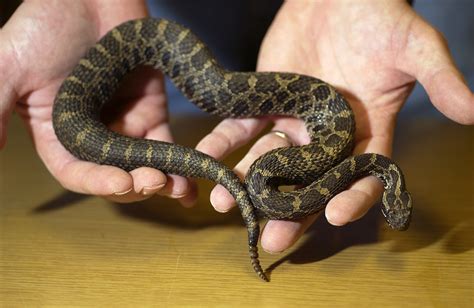 Showcasing the DNR: Studying Michigan's rattlesnakes