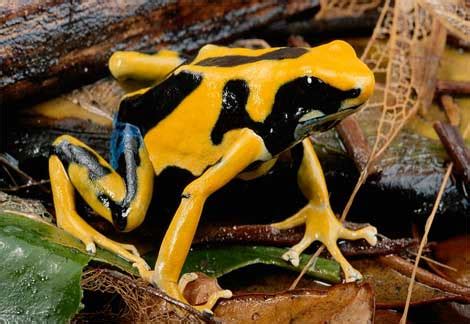 Poison Dart Frog