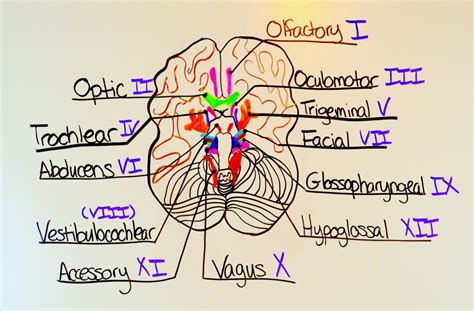 Traumagency: Cranial Nerve Examination