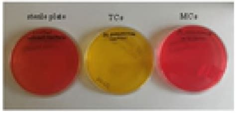 Mycoplasma Pneumoniae Agar