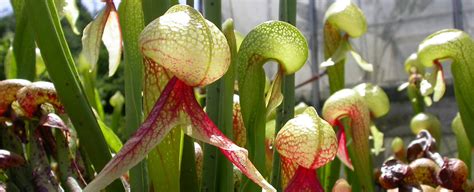 Cobra Plant Care Guide - Grow Carnivorous Plants!