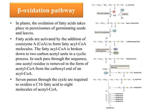 Lipids metabolism in plants