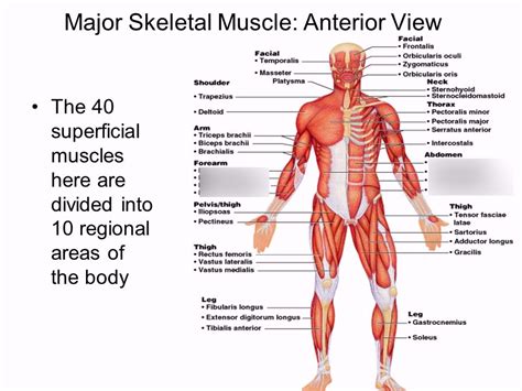 Honors Anatomy and Physiology: Superficial and Deep Muscles of the ...