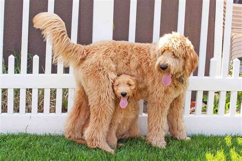 Goldendoodle Dog Breed Information & Characteristics