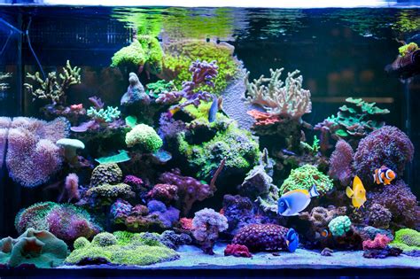 Aquarium Installation: Basic Components of a Reef Tank - Seatech Aquariums