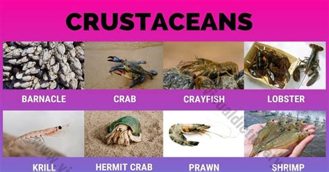 Crustaceans: Useful List of 16 Names of Crustaceans in the World - Visual Dictionary