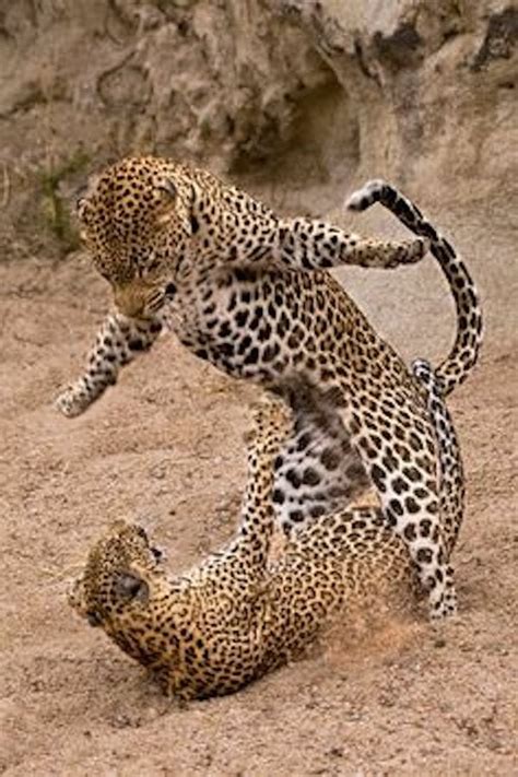 Jaguar vs Leopard Fight Comparison - Who Will Win? - Discover animal