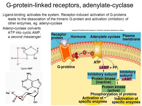 Activation of Adenylate Cyclase - ReagankruwJohns