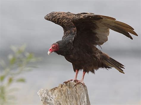 Turkey Vulture Migration: A Complete Guide | Birdfact