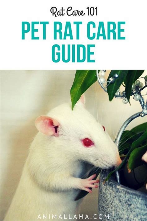 Pet Rat Care Guide 101: Rat Care in 9 Steps | Animallama | Rat care, Pet rat cages, Rat cage