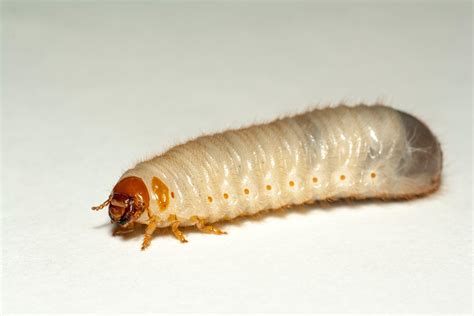 Maggots in Your Trash? This is How to Eradicate Them Easily - Garden