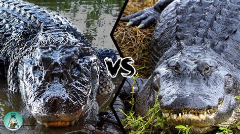 AMERICAN ALLIGATOR VS BLACK CAIMAN - Which is the strongest? - YouTube