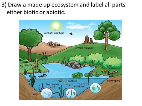 Ecosystem Drawing With Labels at PaintingValley.com | Explore ...