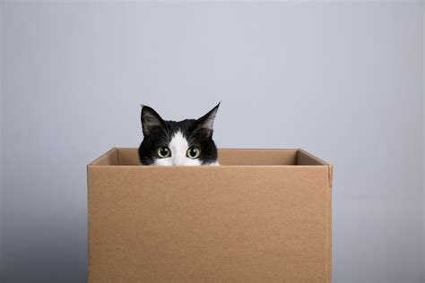 Why Do Cats Love Boxes So Much? | Discover Magazine