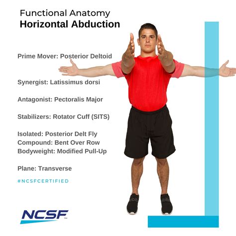 Shoulder Horizontal Abduction Muscles