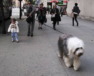 Top 10 Funny Photos of Walking A Dog