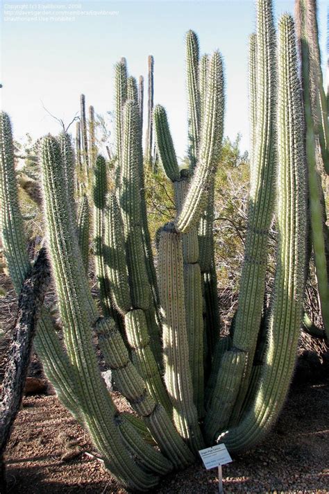 PlantFiles Pictures: Stenocereus Species, Mehuele, Organ Pipe Cactus, Pitayo Dulce (Stenocereus ...