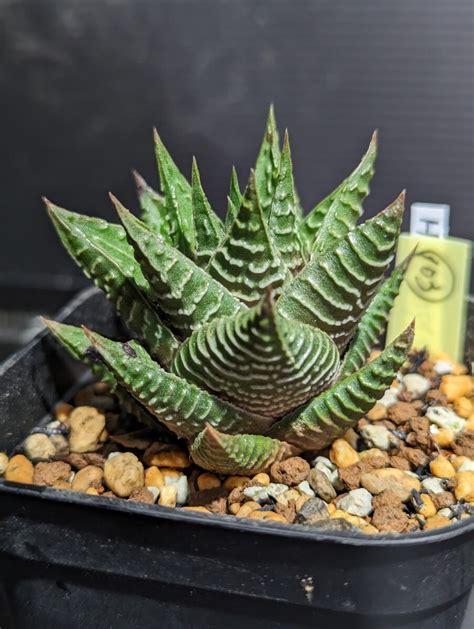 【目立った傷や汚れなし】リミフォリア・ナタル レア原種Haworthia limifolia KwaZulu-Natal provinsie ...