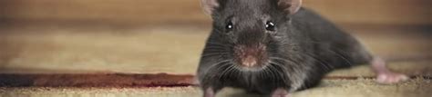 Mice Services Ann Arbor, MI - Mice Exterminator Ann Arbor - Father & Son Pest Control