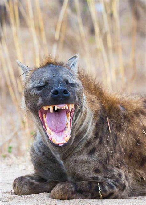 Why Do Hyenas Laugh? 12 Laughing Hyena Sounds (What They Mean ...