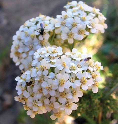 Western Yarrow Seeds – West Coast Seeds