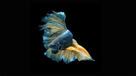 Betta Fish Wallpapers - Wallpaper Cave