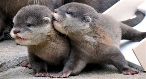 Otterly Adorable - Neatorama