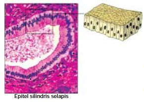 Struktur dan Fungsi Jaringan Epitel Berbentuk Pipih, Kubus, Silindris ...