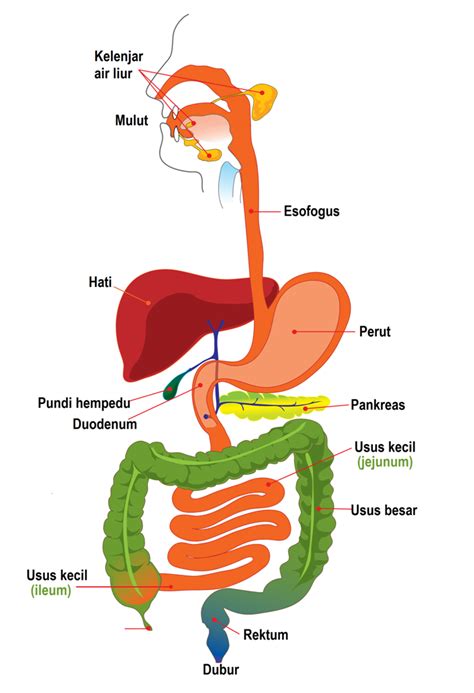 Struktur Sistem Pencernaan - Homecare24