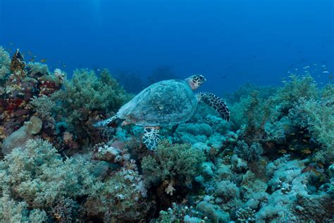 Turtle Swimming Underwater in a Sea · Free Stock Photo