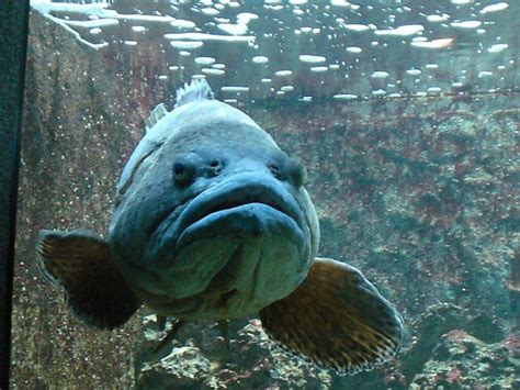 Large grumpy fish | Flickr - Photo Sharing!