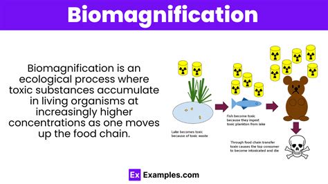 Biomagnification - Process, Causes, Effects, Impact on Human Health, Effects on Reproduction and ...