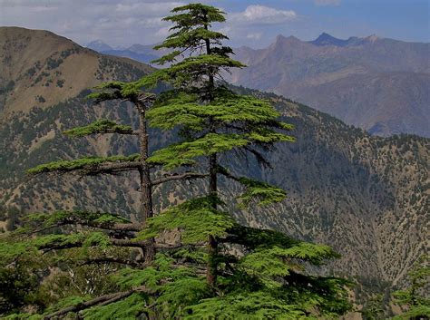 Cedar Trees in Chitral Gol National Park in Chitral Distri… | Flickr