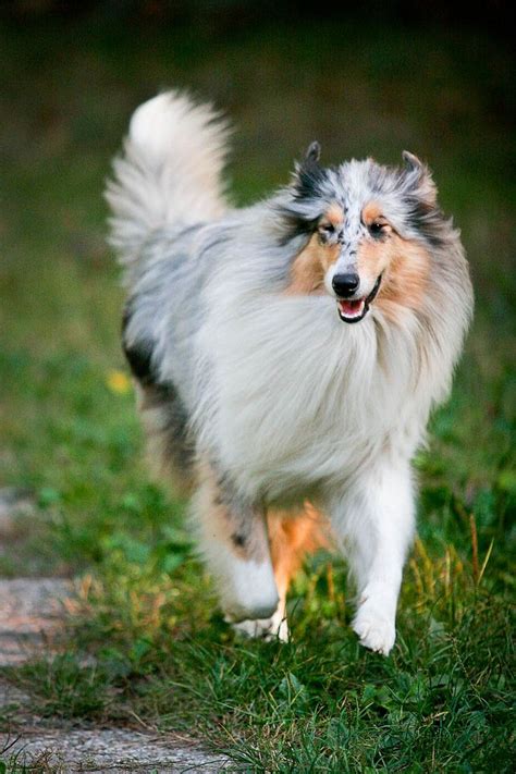 132 best Dog: Collies Color, Genetics, Health images on Pinterest | Rough collie, Sheltie and ...