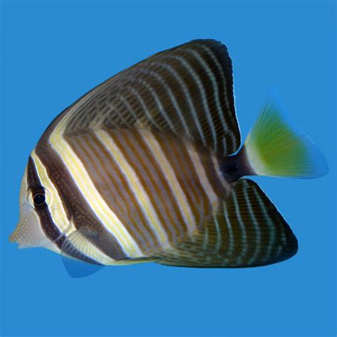 Sailfin Tang - Zebrasoma veliferum - Small