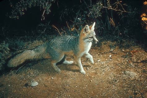 Gray Fox (Urucyon cineoargenteus) - Jewel Cave National Monument (U.S ...