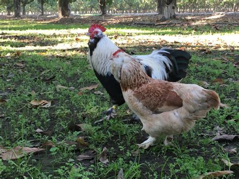 Faverolles Chicken - Fowl Feature #2 - Sunbird Farms