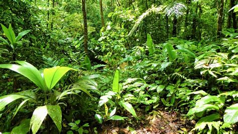 Take a Walk on the Wild Side in the Rainforest of Costa Rica