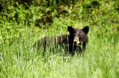 Washington Cancels Its Spring Black Bear Hunt | Outdoor Life