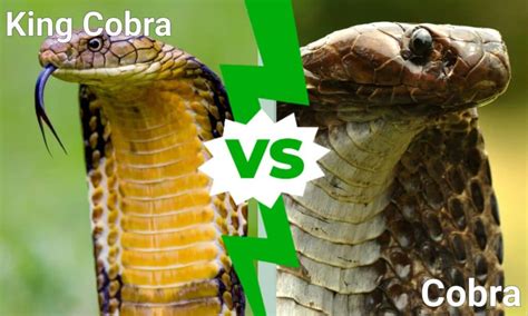King Cobra vs Cobra: What’s the Difference? - IMP WORLD