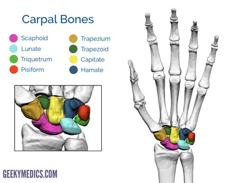 Bones of the Hand | Carpal Bones - Metacarpal bones | Geeky Medics